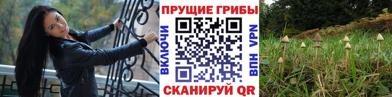 купить закладку  MEGA рабочий сайт  Галлюциногенные грибы GOLDEN TEACHER  Бирюсинск 